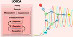 LOICA: Integrating Models with Data for Genetic Network Design Automation