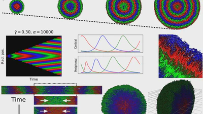 Novel Tunable Spatio-Temporal Patterns From a Simple Genetic Oscillator Circuit featured image